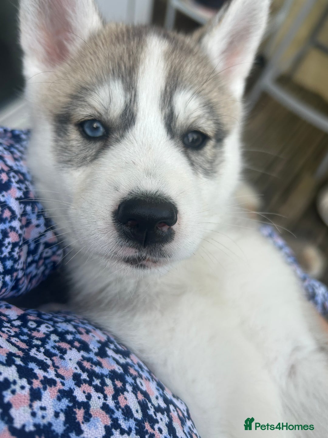 Siberian Husky dogs for sale: Full Pedigree Siberian Husky/Huskies puppies  in Blackpool - Image 16