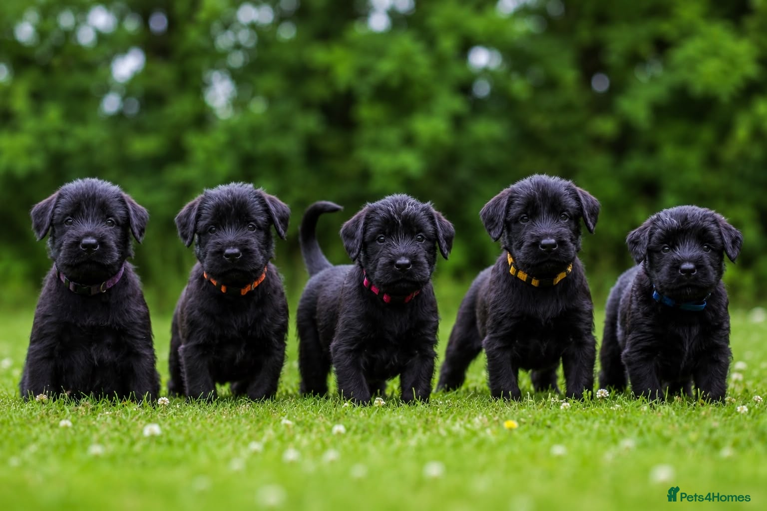 Giant Schnauzer dogs TRUE QUALITY GIANT SCHNAUZER PUPPIES - Advert 3