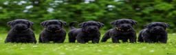 Giant Schnauzer dogs for sale: TRUE QUALITY GIANT SCHNAUZER PUPPIES - Advert 1