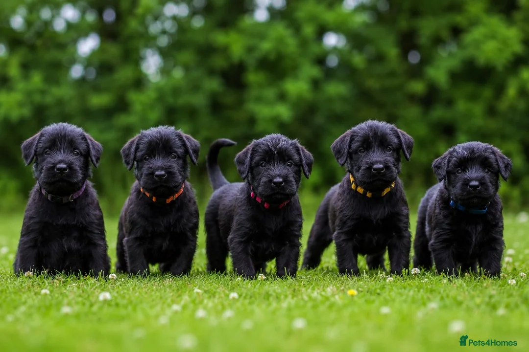 Giant Schnauzer dogs for sale: TRUE QUALITY GIANT SCHNAUZER PUPPIES - Advert 1
