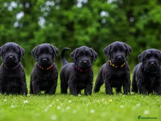 Giant Schnauzer dogs TRUE QUALITY GIANT SCHNAUZER PUPPIES - Advert 5