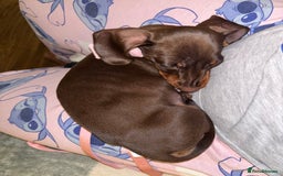 Dachshund dogs for sale: 1x puppy Dachshund - Image 4