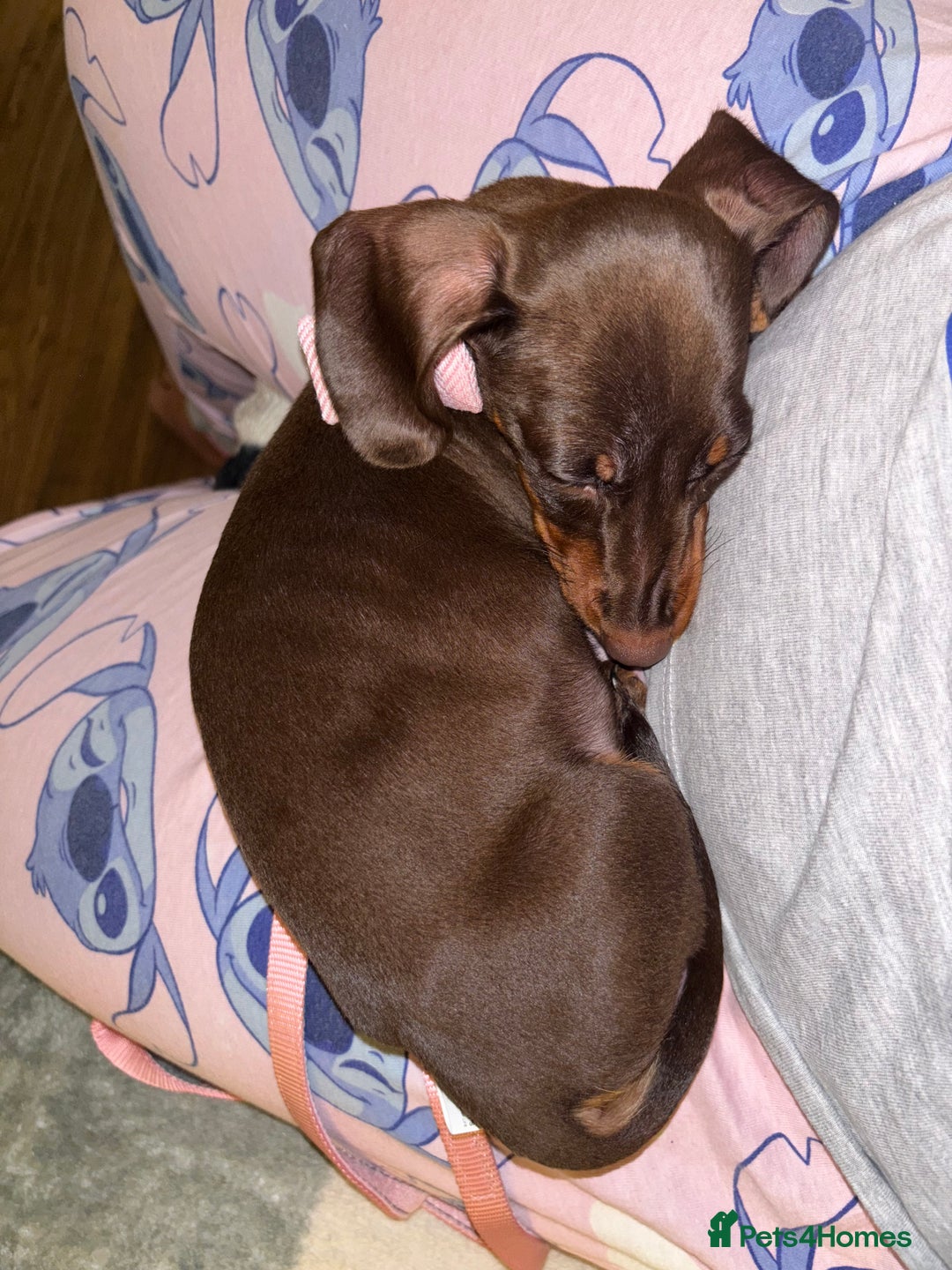 Dachshund dogs for sale: 1x puppy Dachshund - Image 4