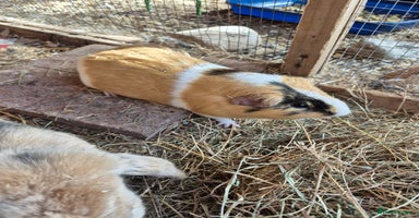 Guinea Pig rodents - Advert 4