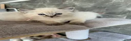 Ragdoll cats for sale: Seal Tabby colourpoint  - Advert 9