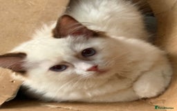 Ragdoll cats for sale: 💙🩷GCCF RAGDOLL KITTENS M&F 14WKS AWARD WINS 🥇 - Image 27