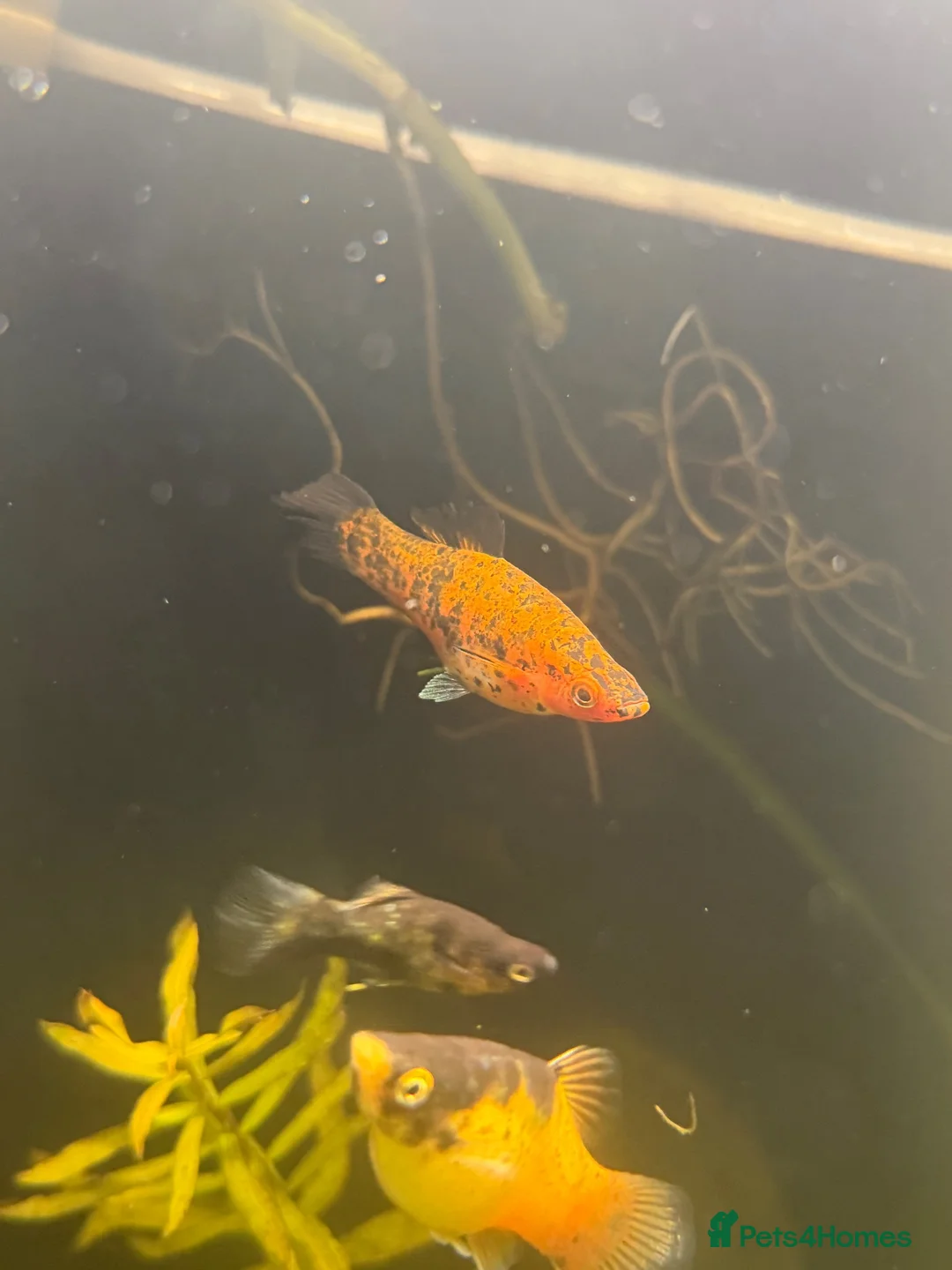 Live Bearers fish for sale: BUMBLEBEE PLATYS / koi swordtails  - Advert 2