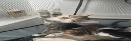 Bengal cats for sale: Bengal / Norwegian forest - Advert 2
