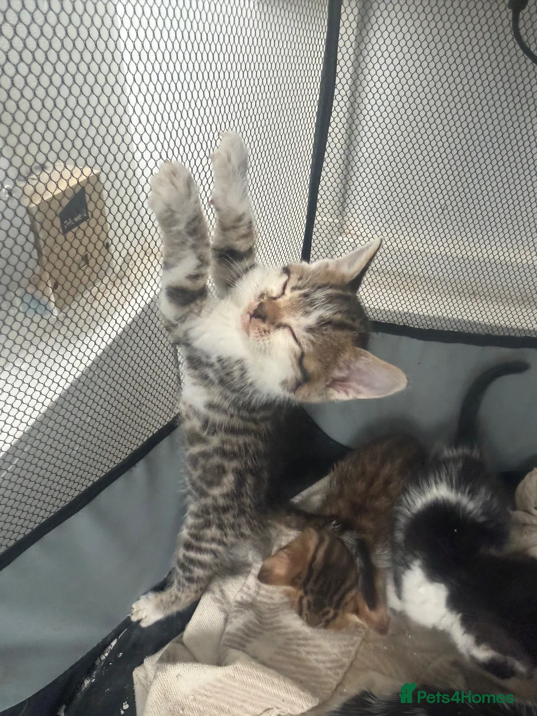 Bengal cats for sale: Bengal / Norwegian forest - Advert 2