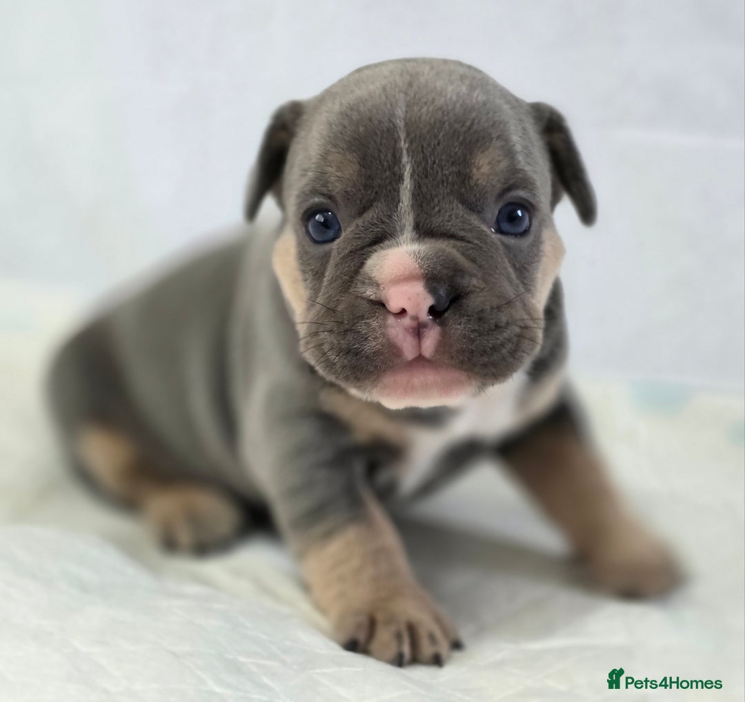 French Bulldog dogs for sale: TOP QUALITY KC REG FRENCHIES AVAILABLE  - Image 13
