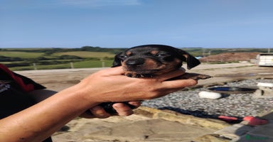 Miniature Dachshund dogs - Advert 11