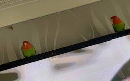 Lovebirds birds for sale: Male an female lovebirds - Image 4