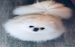 Pomeranian dogs for sale: Stunning Kc-reg boys 🌟🌟🌟🌟🌟 - Image 14