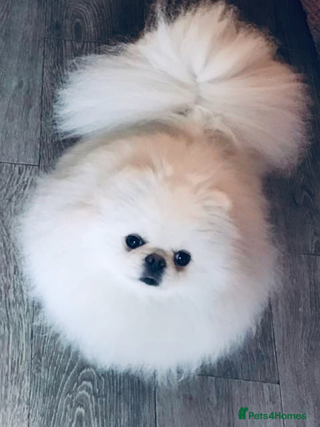 Pomeranian dogs for sale: Stunning Kc-reg boys 🌟🌟🌟🌟🌟 - Image 14
