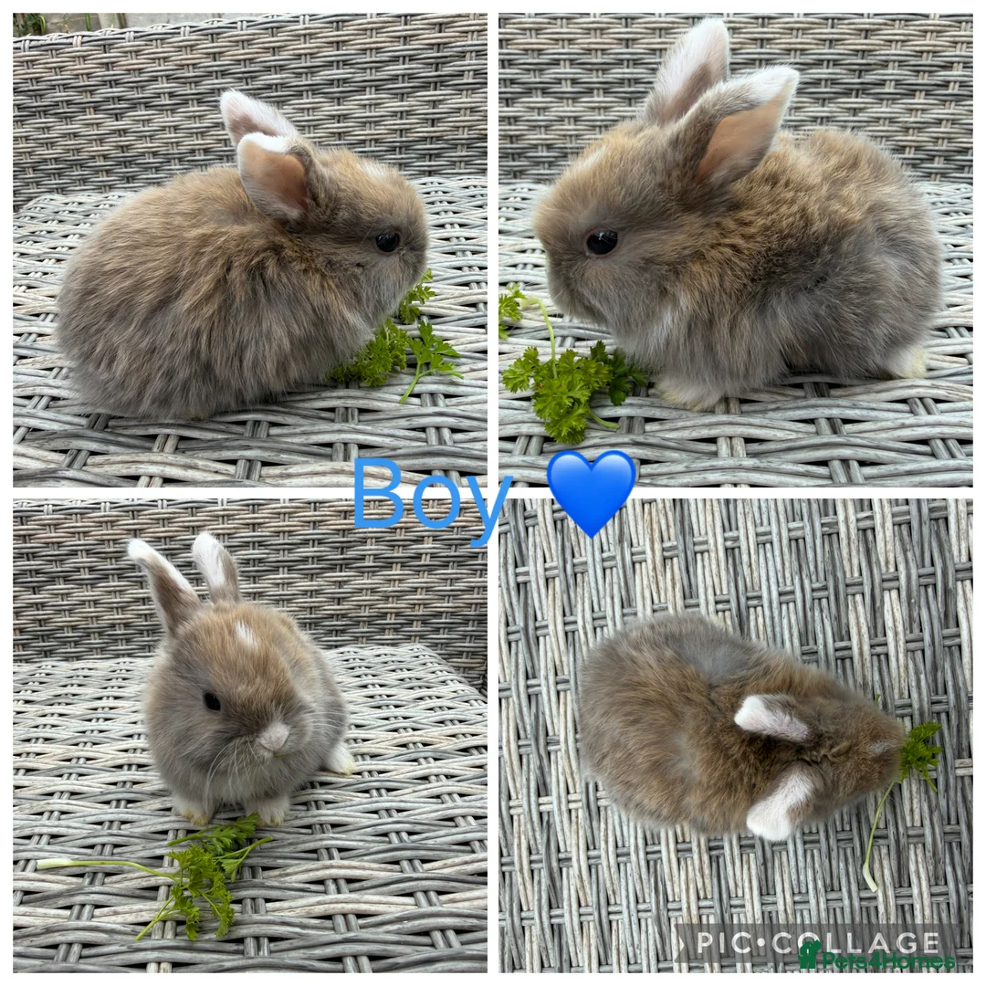 Mini Lop rabbits for sale: 1 male stunning purebred mini lop 🥰 - Advert 1