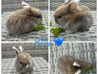 Mini Lop rabbits 2 male stunning purebred mini lops 🥰 - Advert 18