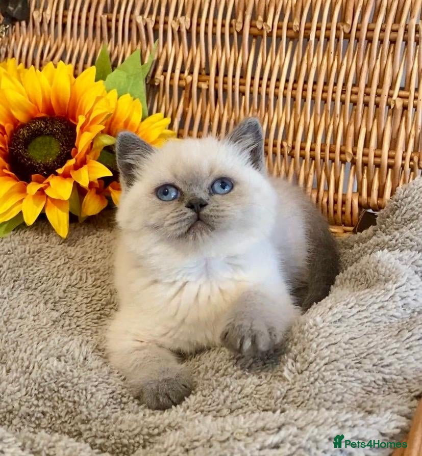 British Shorthair cats RARE SEAL LYNX PURE BRED BSH TEDDY BEARS - Advert 3