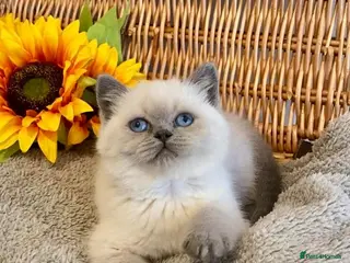 British Shorthair cats RARE SEAL LYNX PURE BRED BSH TEDDY BEARS - Advert 16