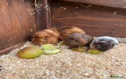 Guinea Pig rodents for sale: little piggies  - Image 1