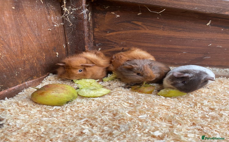 Guinea Pig rodents - Advert 13