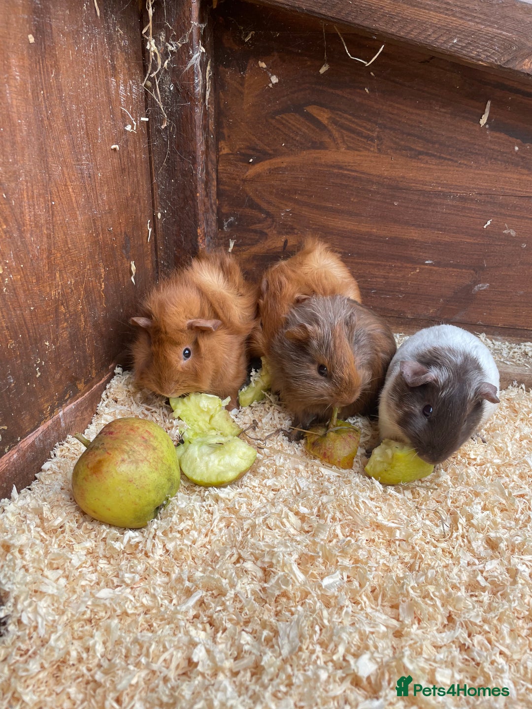Guinea Pig rodents for sale: little piggies  - Image 1