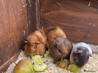 Guinea Pig rodents - Advert 18