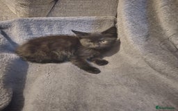 Russian Blue cats for sale: 3 female kittens  - Image 7