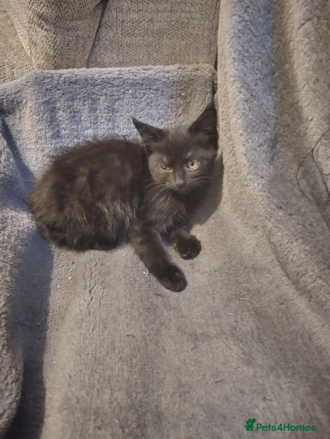 Russian Blue cats for sale: 3 female kittens  - Image 7