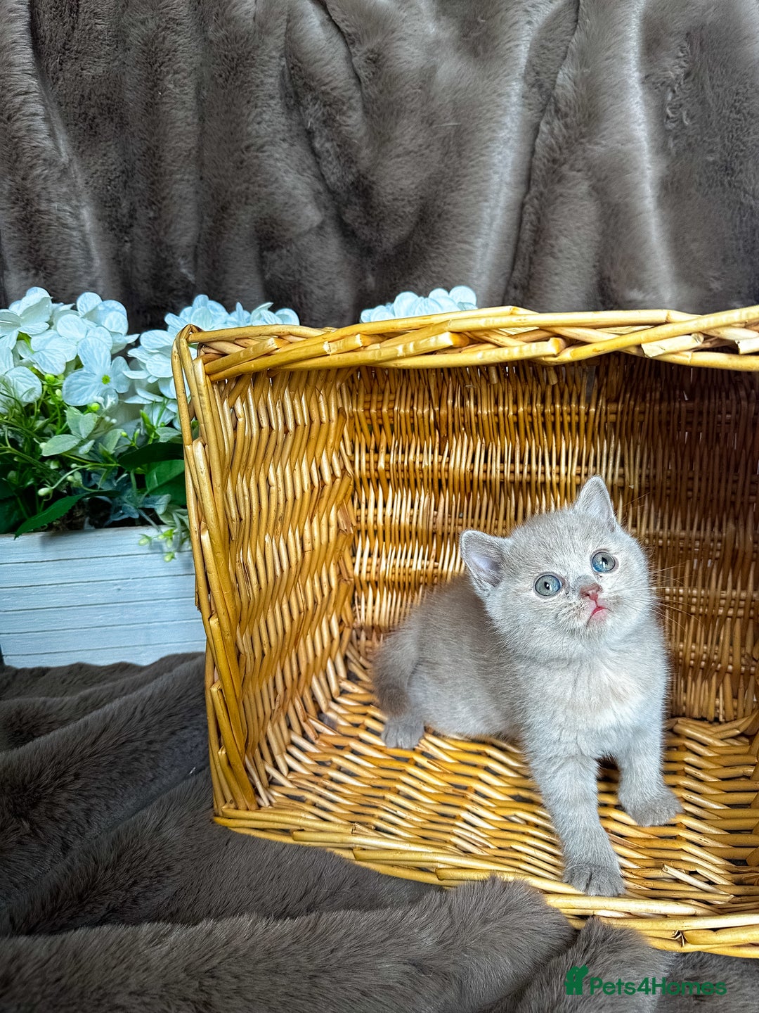 British Shorthair cats for sale: Tica reg 🌈 10colours British shorthair kittens  - Image 17