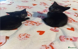 Mixed Breed cats for sale: 2 beautiful black females - Image 2