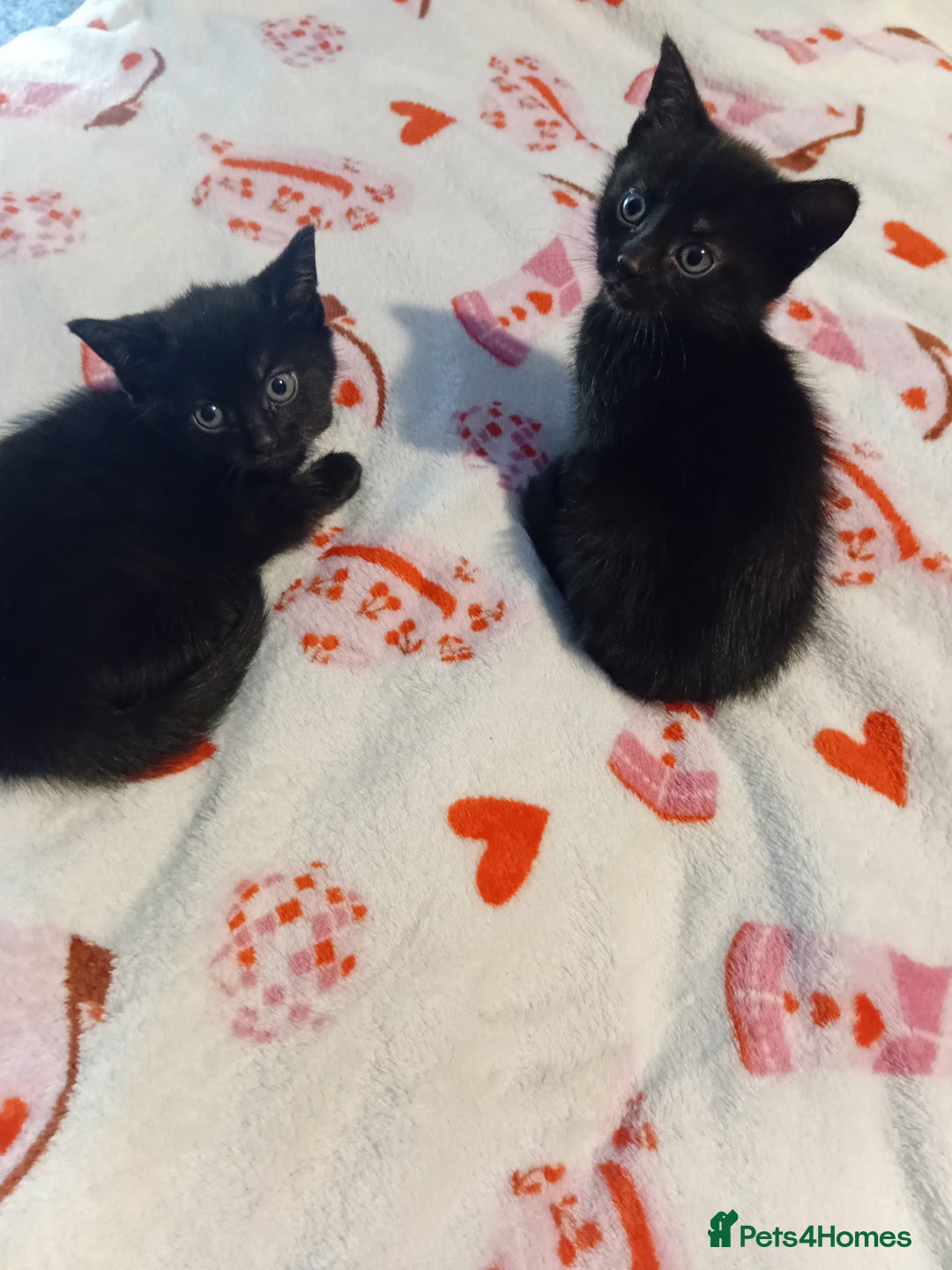 Mixed Breed cats for sale: 2 beautiful black females - Image 2