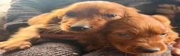 Irish Setter dogs for sale: TWO BOYS AVAILABLE READY TO LEAVE - Advert 6