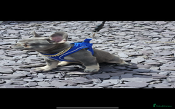 French Bulldog dogs for sale: ** frenchies  - Image 12