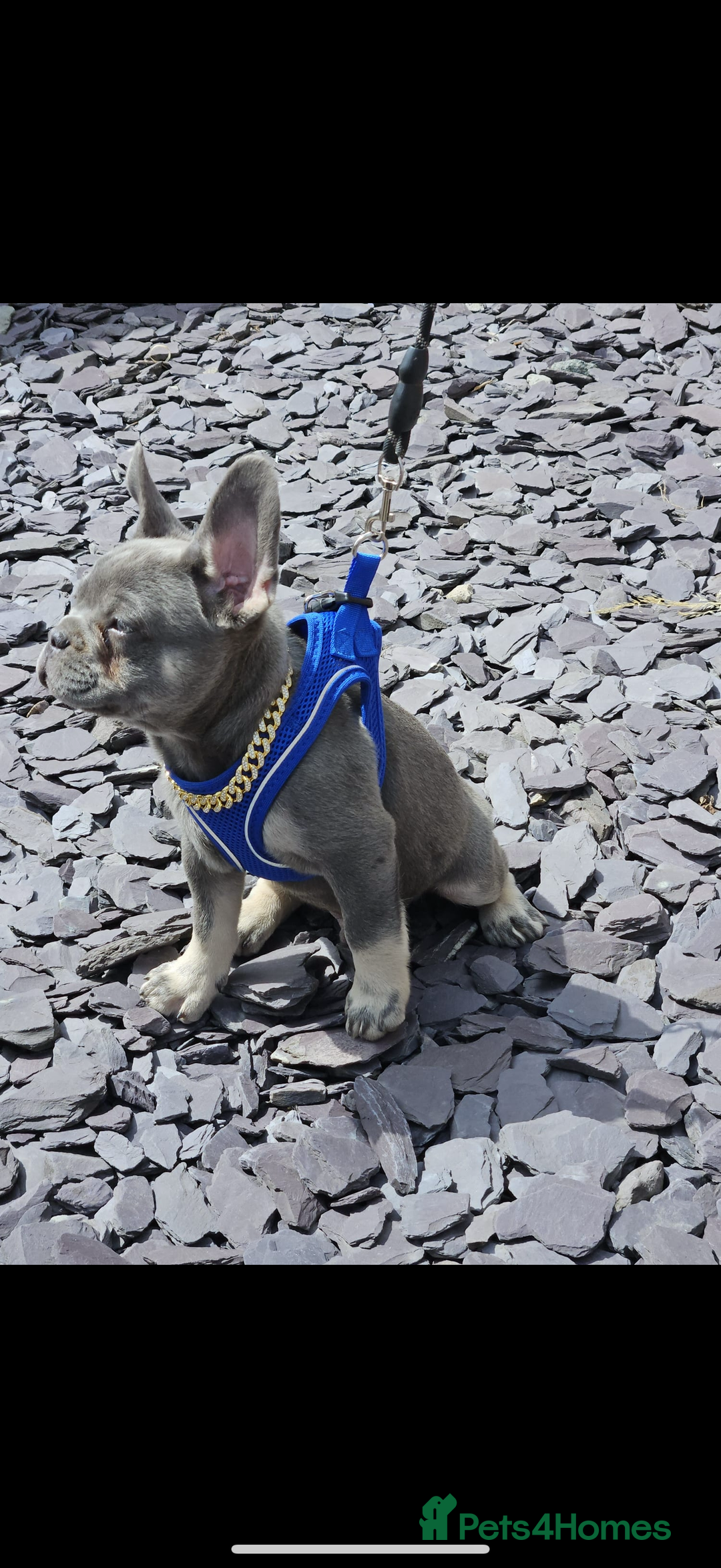 French Bulldog dogs for sale: ** frenchies  - Image 12