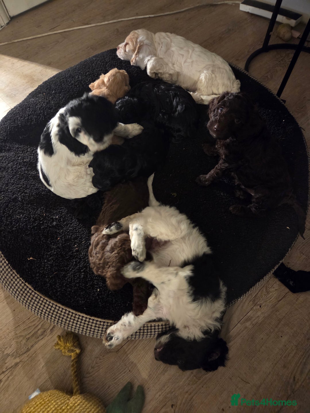 Sproodle dogs for sale: Beautiful litter of F2 Sproodles  - Image 10