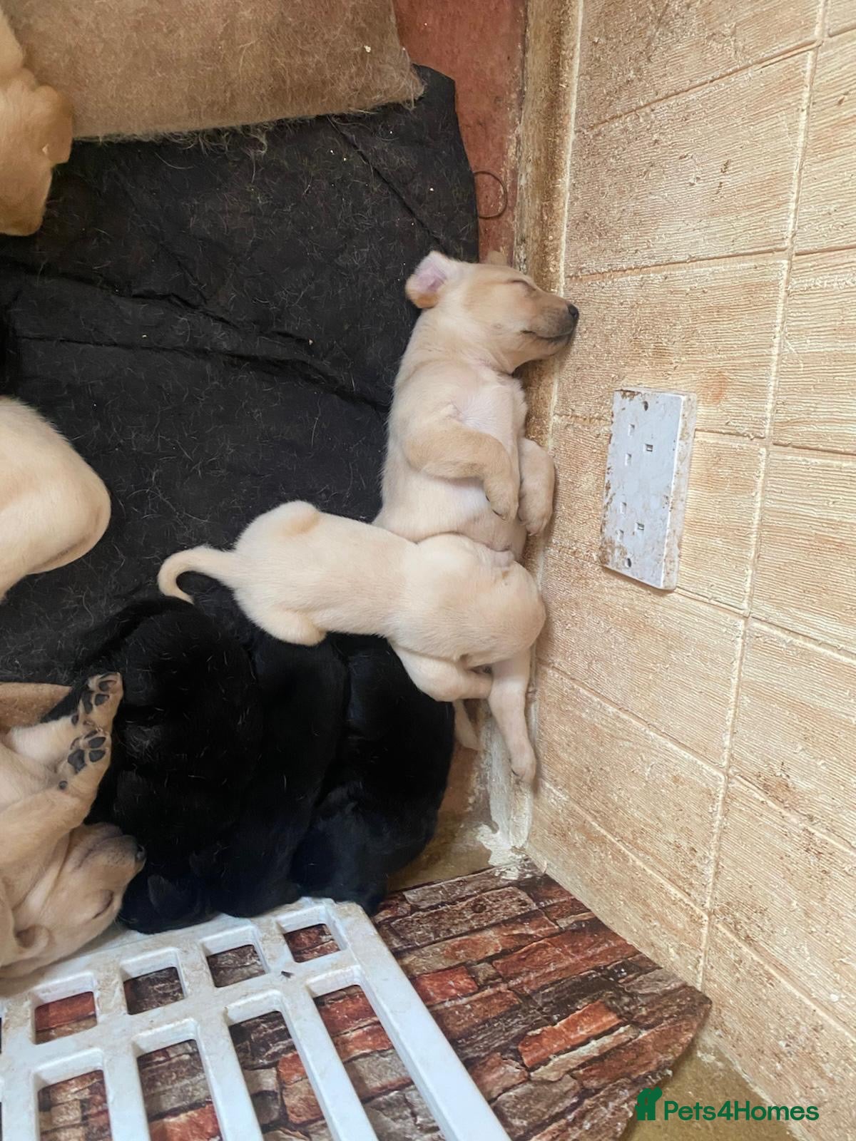Labrador Retriever dogs Lovely Labrador puppies - Advert 2