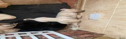 Labrador Retriever dogs for sale: Lovely Labrador puppies - Advert 2