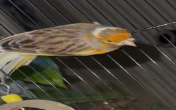 Mixed Breed birds for sale: Goldfinch mule  - Image 2