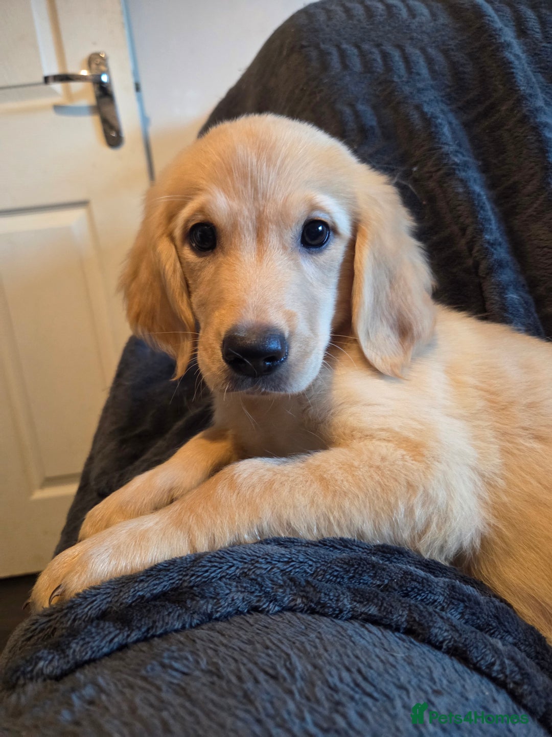 Goldador dogs for sale: *Ready Now 2 left!*Kitanas puppies  - Image 4
