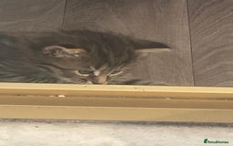 Bengal cats for sale: Beautiful and cheeky  - Image 2