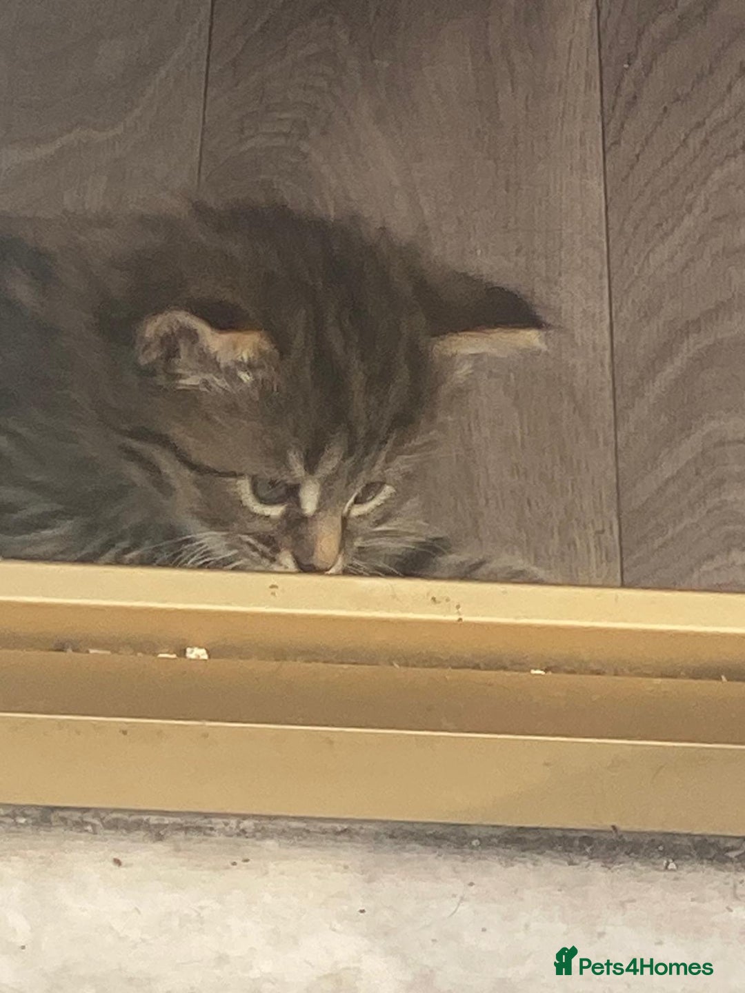Bengal cats for sale: Beautiful and cheeky  - Image 2