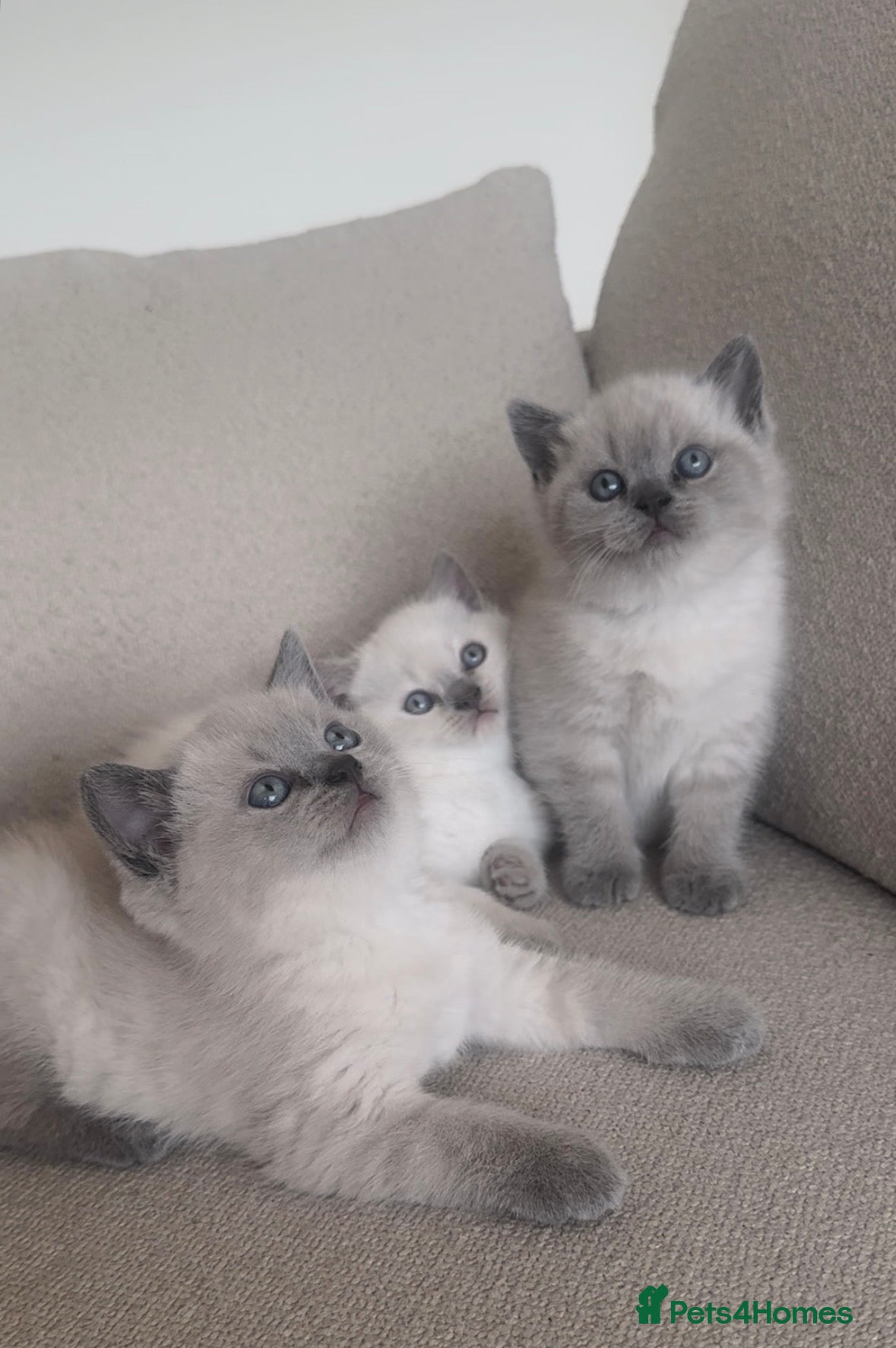 British Shorthair cats CHAMPION BLOODLINE PEDIGREE SHORTHAIR KITTENS - Advert 1