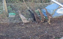 Ducks poultry for sale: Indian runner females  - Advert 1