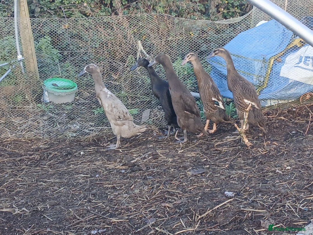 Ducks poultry for sale: Indian runner females  - Advert 1