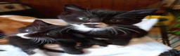 Mixed Breed cats for sale: 3 kittens left for sale - Advert 8