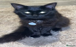 Maine Coon cats for sale: Maine coon x - Image 8