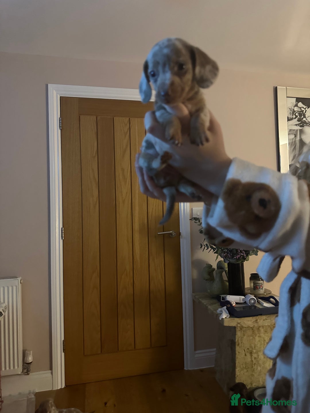 Miniature Dachshund dogs for sale: Miniature Dachshund Puppies - Image 15
