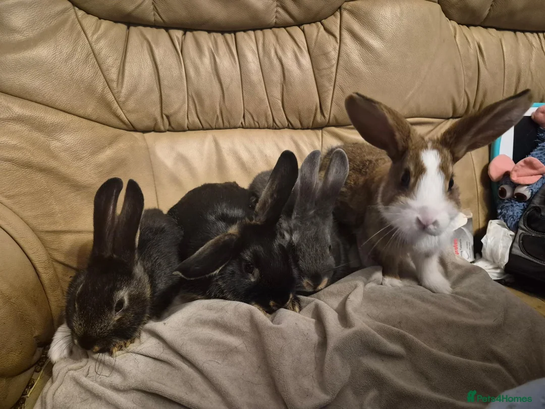 Mixed Breed rabbits for sale: 3 Cute Baby Mini Lop X English Rabbits - Advert 1