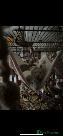 Rat rodents - Advert 8