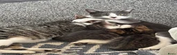 Mixed Breed cats for sale: Grey tabby and brown tabby kittens  - Advert 14